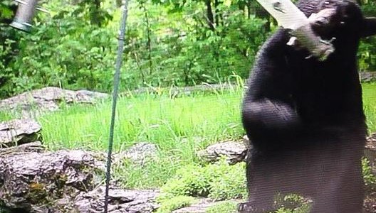 Bear visit complaints going up in Vermont