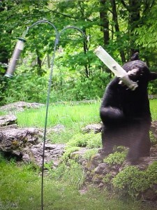 Vermont bear