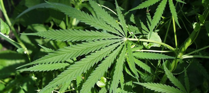 Vermont lawmakers consider legalizing marijuana